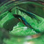 Betta fish eating flakes. Loving those flakes.