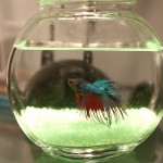 Betta fish pic taken without flash. Without Flash