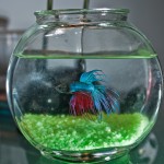 Betta fish pic taken with SB-400 flash off camera. With Flash